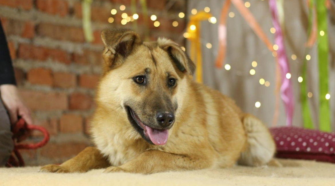 Chiens à adopter